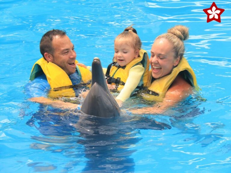 bali dolphin discovery plus program