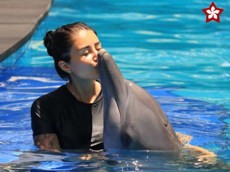 bali dolphin discovery program