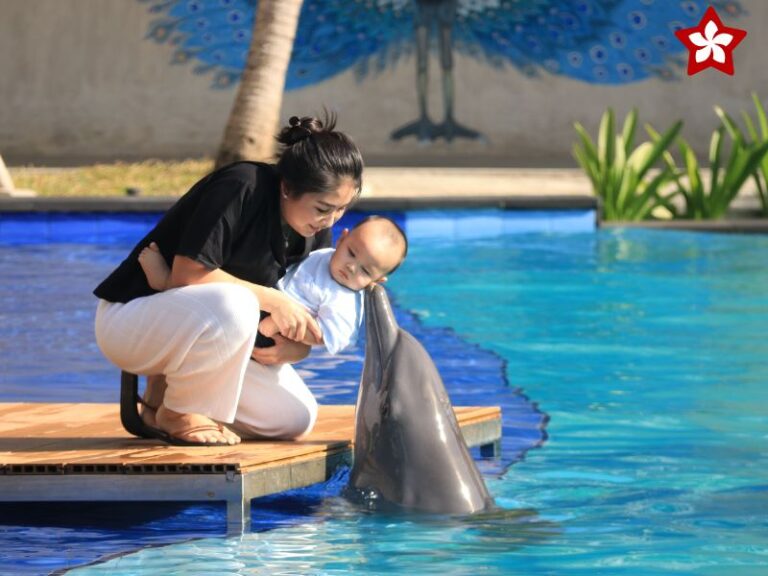 bali dolphin explorer program