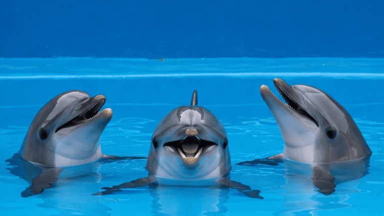 bali dolphin hero banner smiling dolphin indonesia