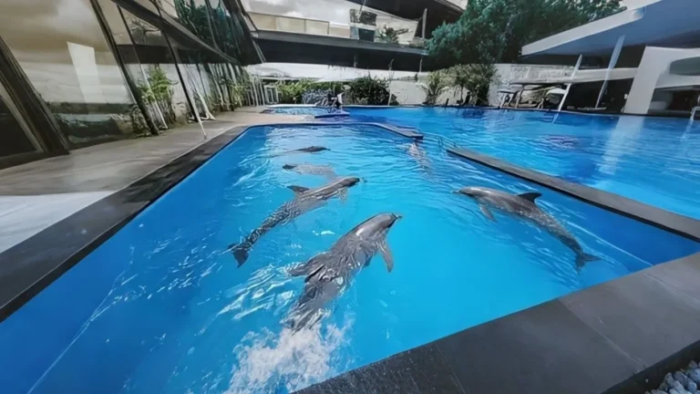 bali dolphins exotic marine park dolphins