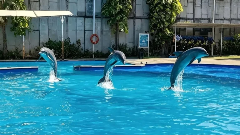 bali dolphins exotic marine park jumping dolphins